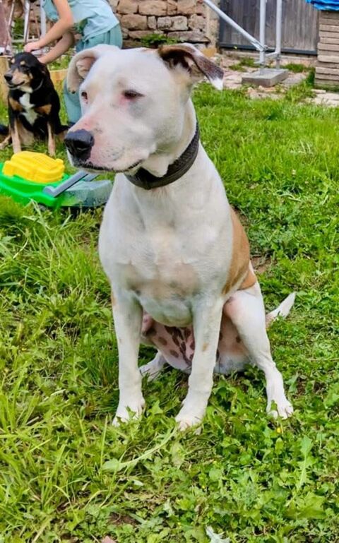 Romy, femelle, X Berger, née le 02/10/2022 380 33000 Bordeaux