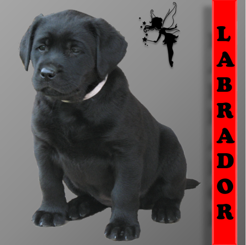 Chiots Labrador LOF noirs et sables super pedigree 1300 31150 Lespinasse