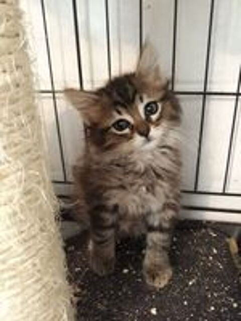   Chatons  
