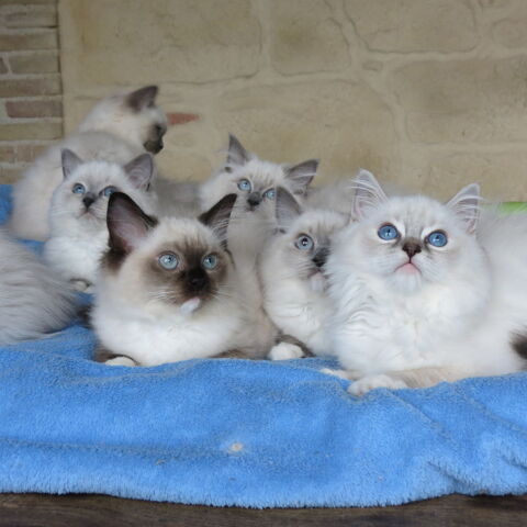 superbes chatons ragdolls 900 31530 Bellegarde-sainte-marie