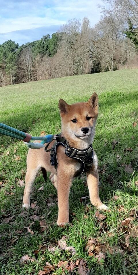 Shiba inu  450 46300 Gourdon