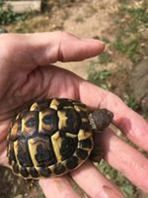   Tortue de terre 
