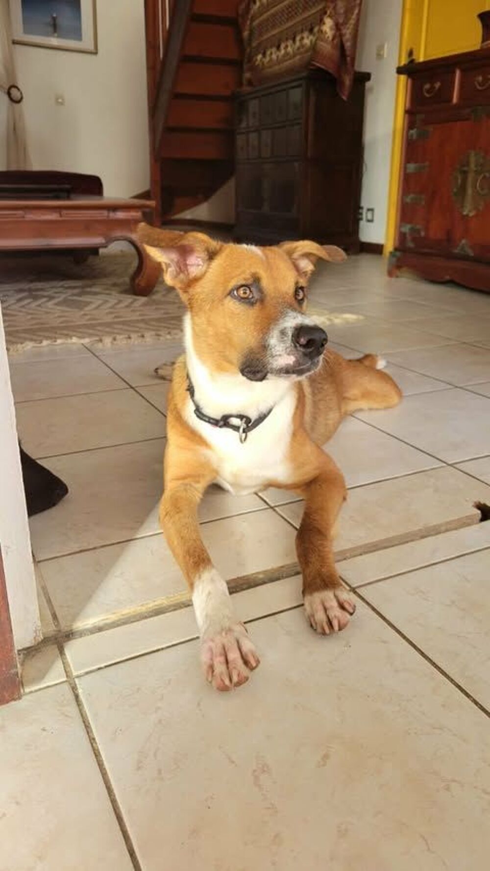   ALOKA le beau gosse créole 