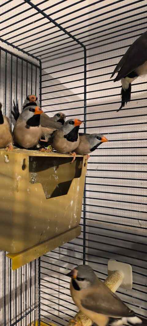 Bavette de Heck 40 29860 Bourg-blanc