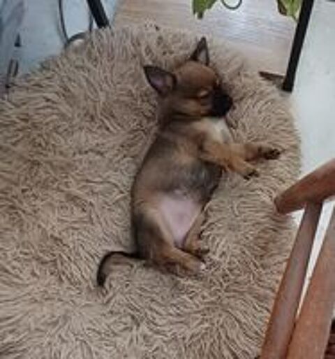   BELLA Pomchi = chihuahua × spitz nain  