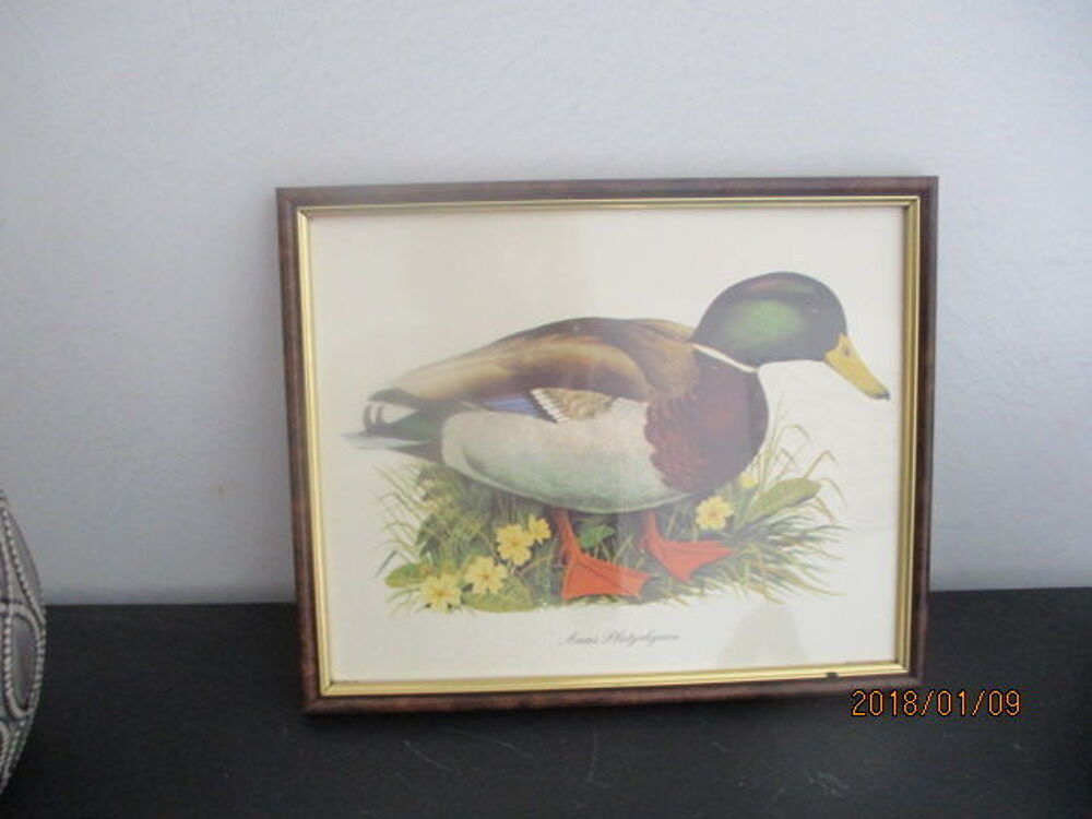 Cadre canard 