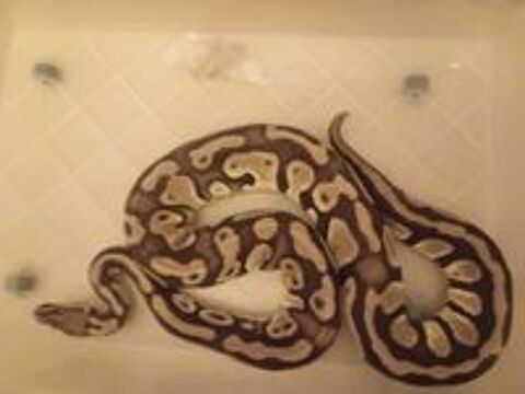   4 pythons et de 1 boa ( expérimenté ) 