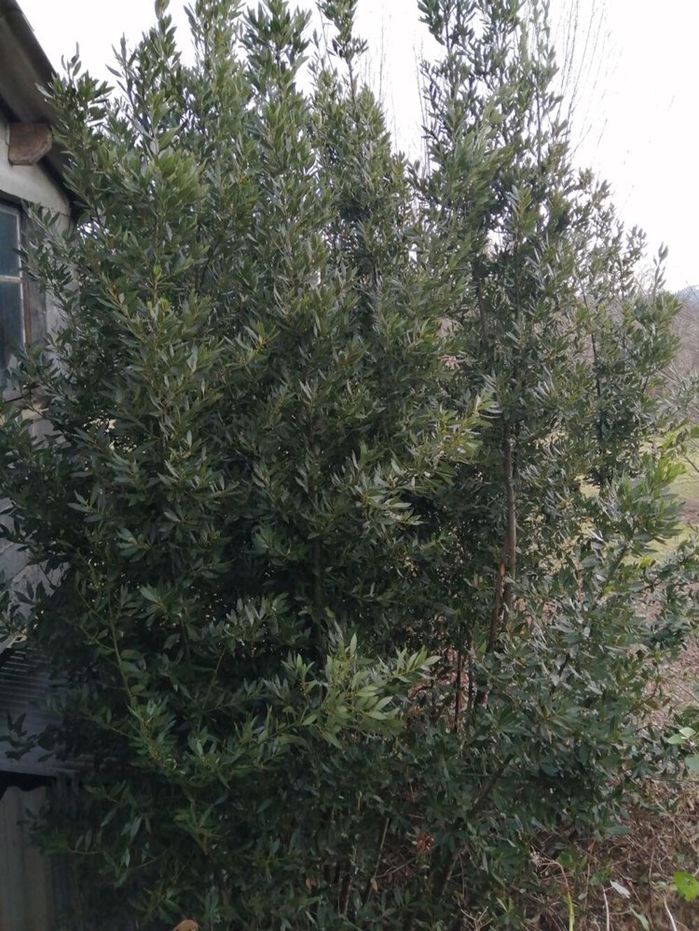 JE DONNE DES BRANCHES DE LAURIER SAUCE Jardin