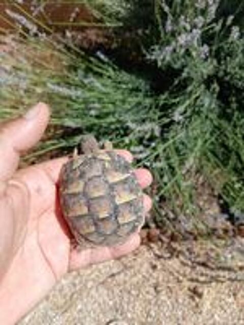   Tortue de terre 3 ans 