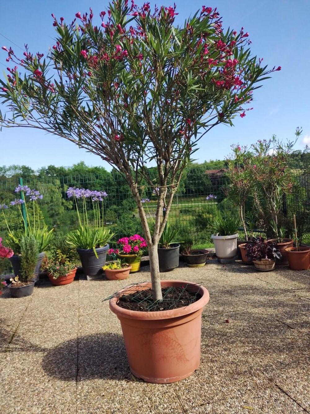 arbuste d'ornement Jardin
