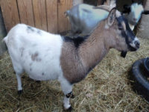   Sepultura, chèvre naine à adopter 