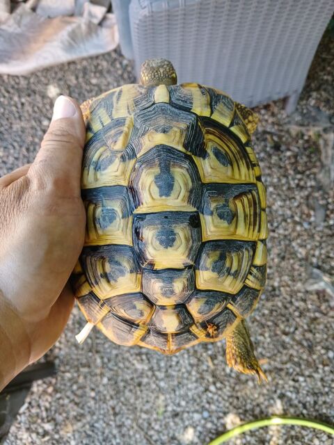 Tortue de terre femelle de 13 ans 350 84270 Vedène