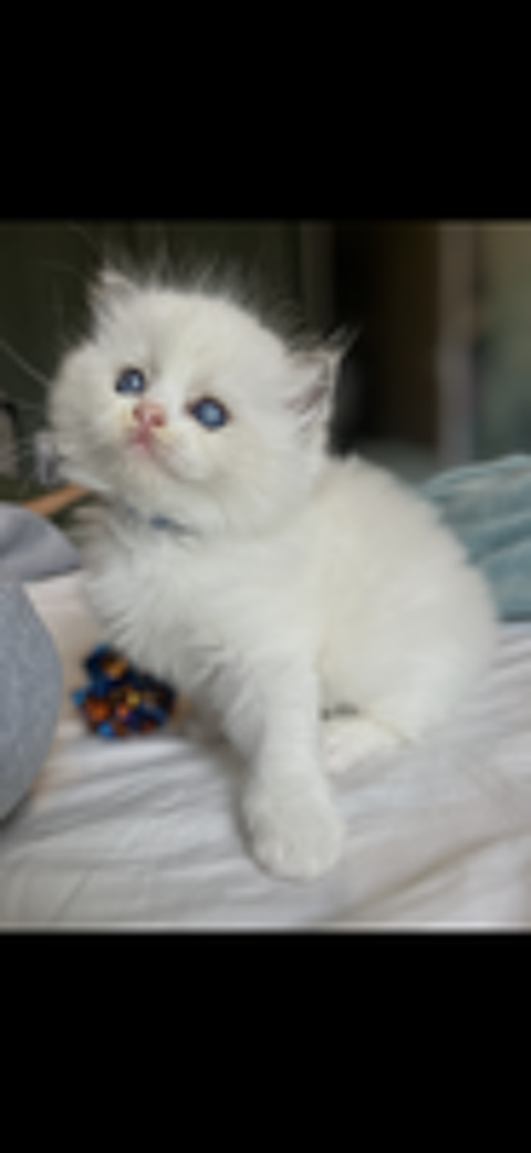   Magnifiques chatons Ragdoll 