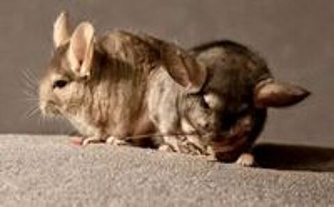   CHINCHILLAS 