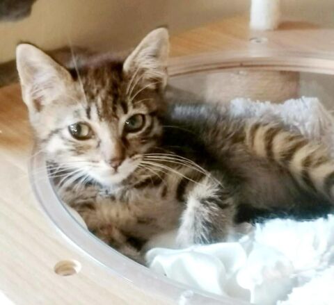 Chatons propres et sevrés cherchent familles sérieuses a adopter 120 11000 Berriac