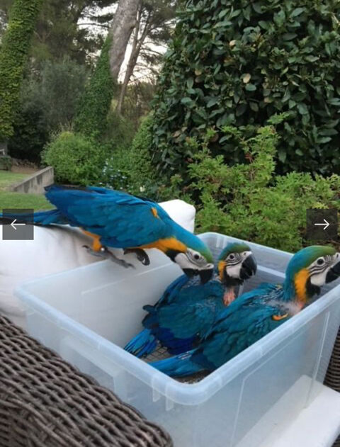 Perroquet Jeune  ara sevr&eacute; apprivois&eacute; Elev&eacute; &agrave;  la main 1700 13001 Marseille