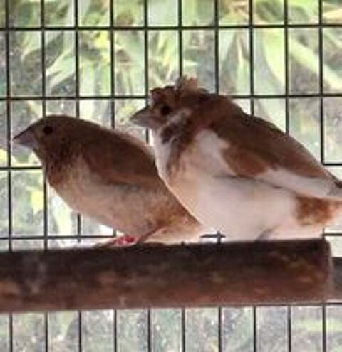   Moineau du japon  