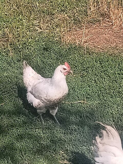 Couple poule de bresse 35 61330 Loré