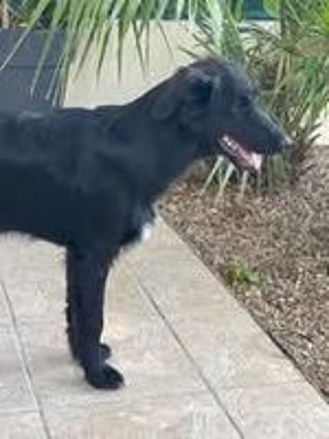   Chien BUDDY à l adoption 