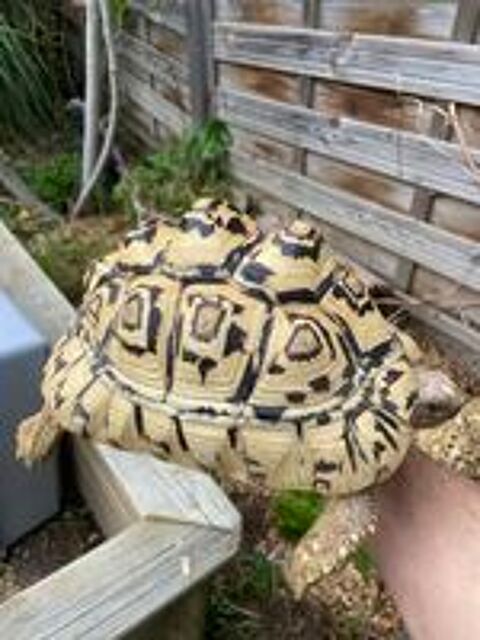   Tortue Pardalis  