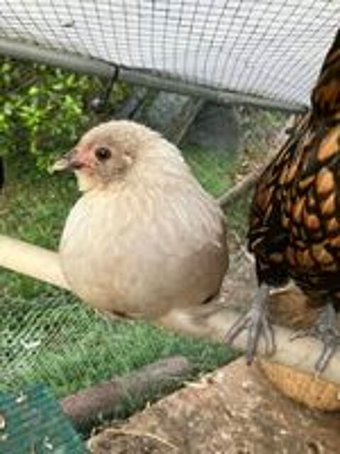   Lot coq poule poussin 