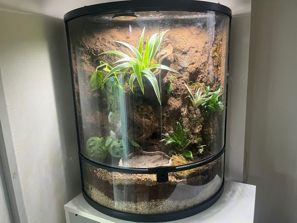 Paludarium / terrarium tropical enti&egrave;rement am&eacute;nag&eacute; €" pr&ecirc;t &agrave; l'emploi Décoration