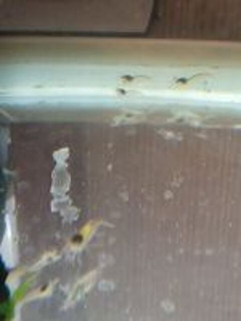   Crevettes Red Cherry dclasses 