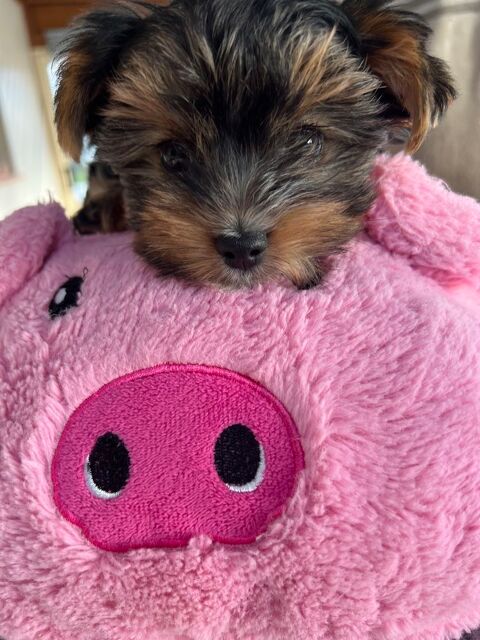 Adorable yorkshire terrier 1500 29000 Quimper