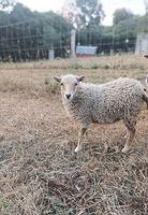   Mouton Ouessant 