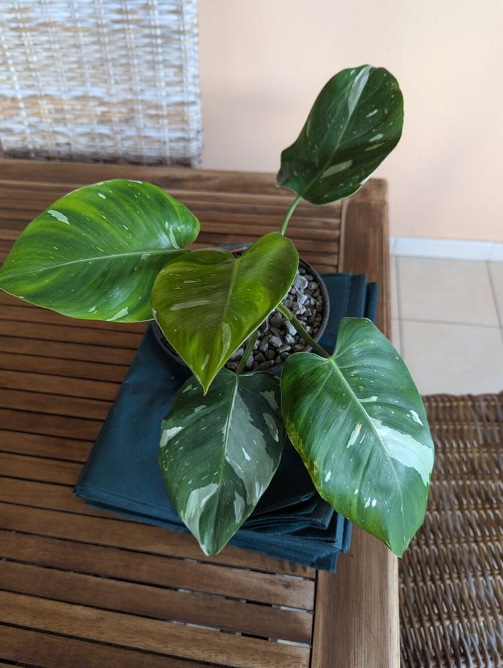 Joli philodendron sur ste marie 972 Jardin