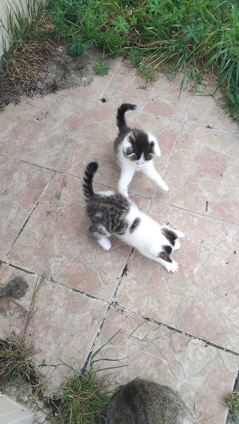 Donne 2 chatons 0 03140 Chantelle