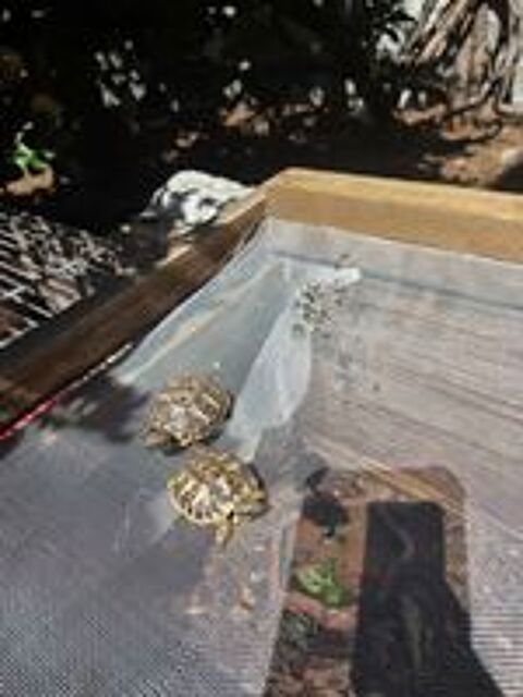   Bébé tortue  