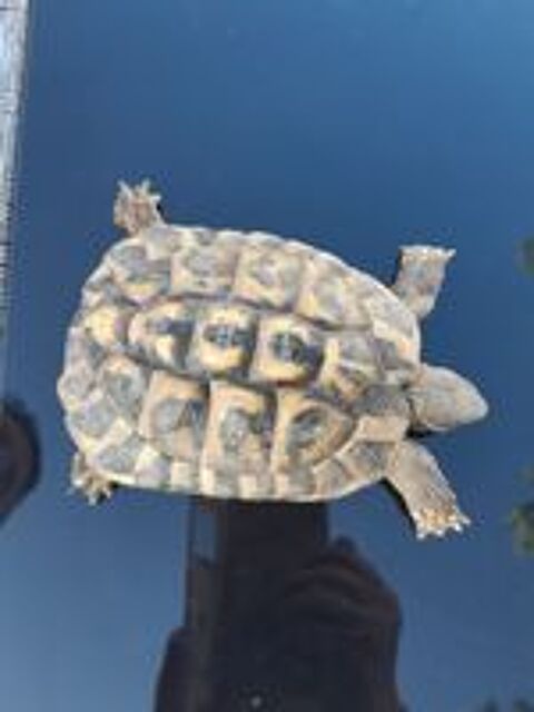   tortue de terres male et femelles 