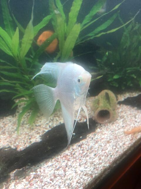 Scalaires 15 69200 V�nissieux