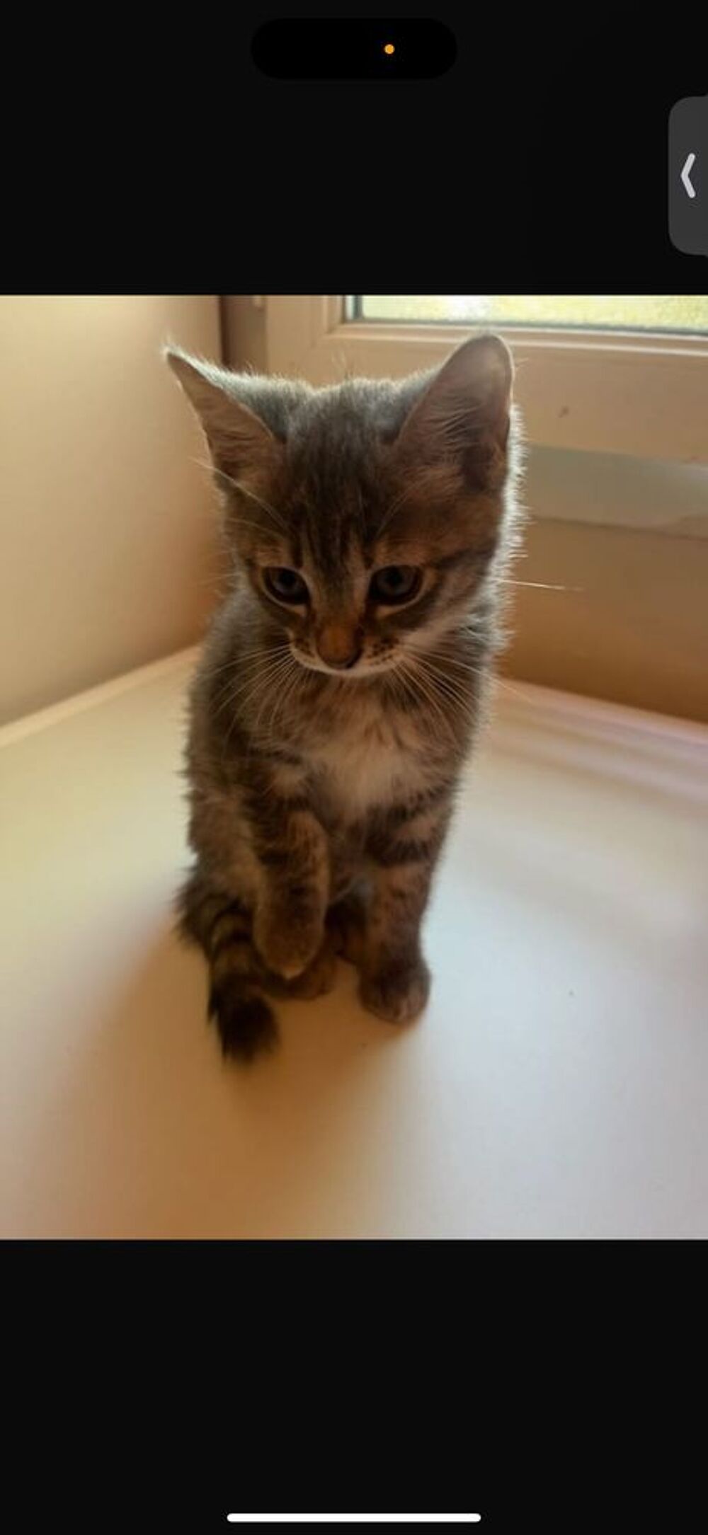   chaton 