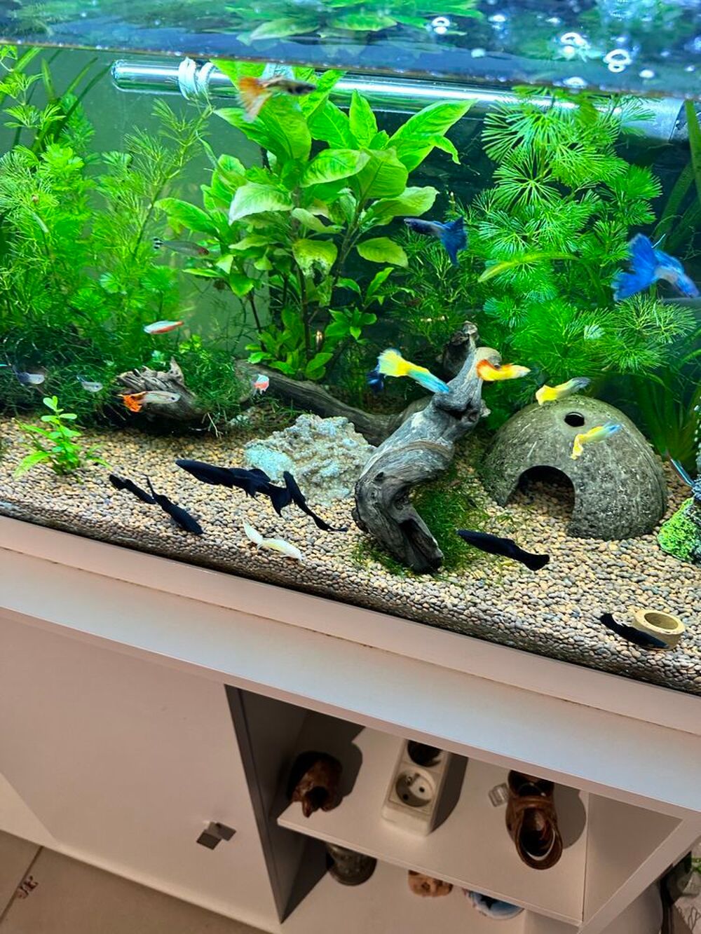 poisson, black Molly Jardin