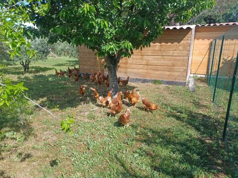 Poules pondeuses 15 Orange (84)