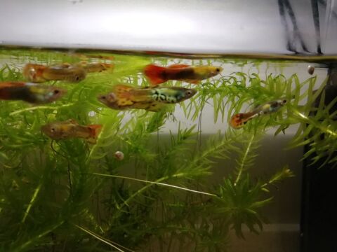 Guppy et crevettes 1 44880 Sautron