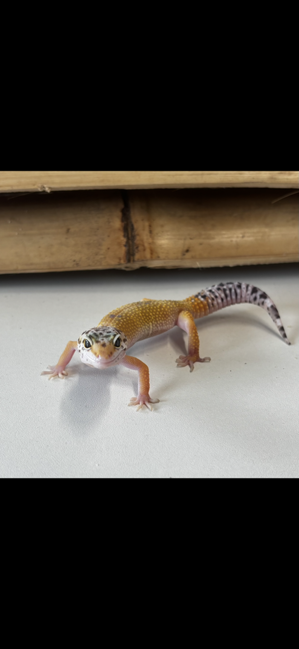   GECKO LÉOPARD 
