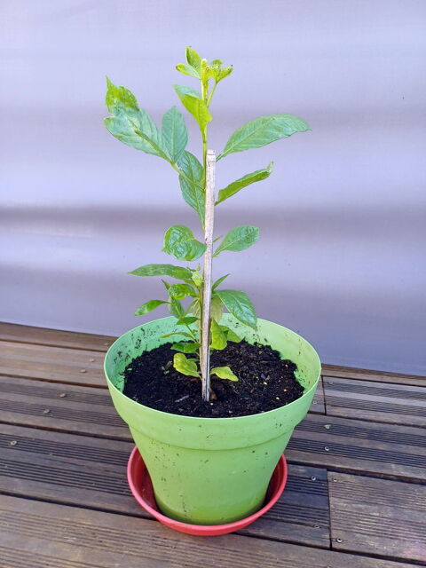 Gracieux BAOBAB 2/3ans hauteur 60cm Tours (37)
