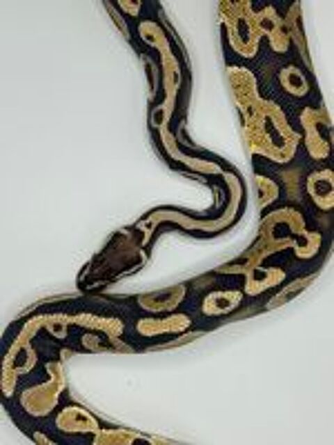   Python regius femelle (0.1) 