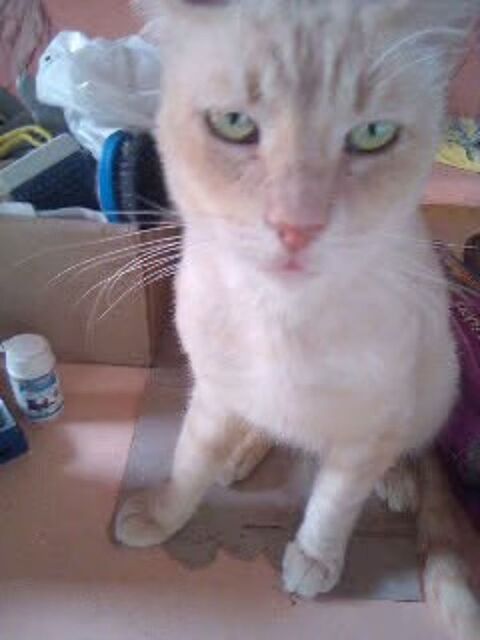 Brave chat adulte à adopter sur Marseille. 0 13004 Marseille