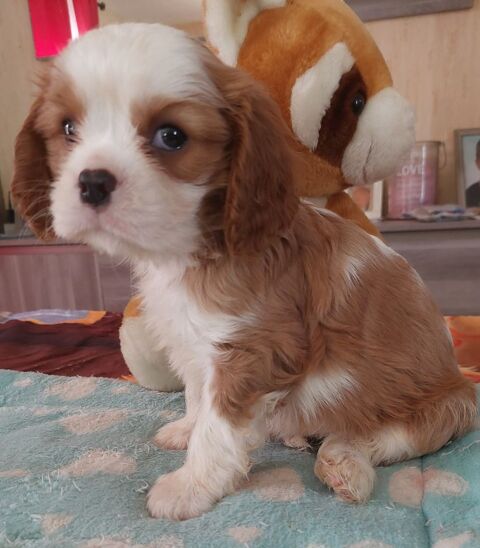 Cavalier king charles  1000 16220 Vouthon