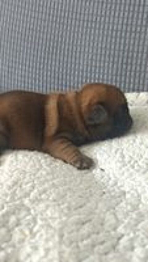   Bouledogue croiser carlin mâle  