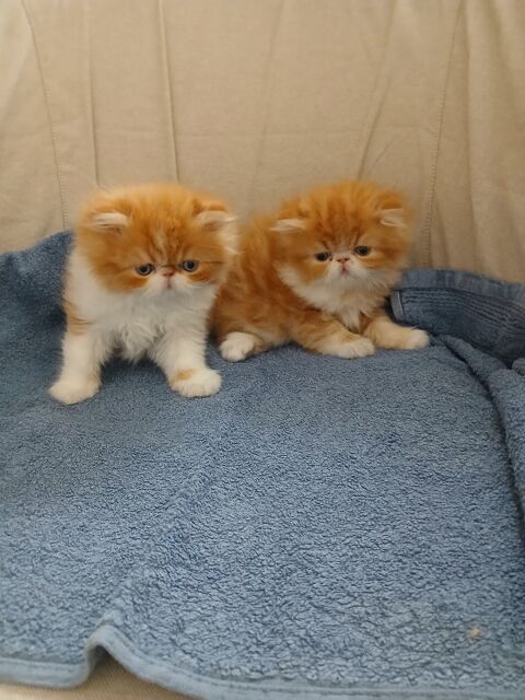 Chatons persans 900 56000 Vannes