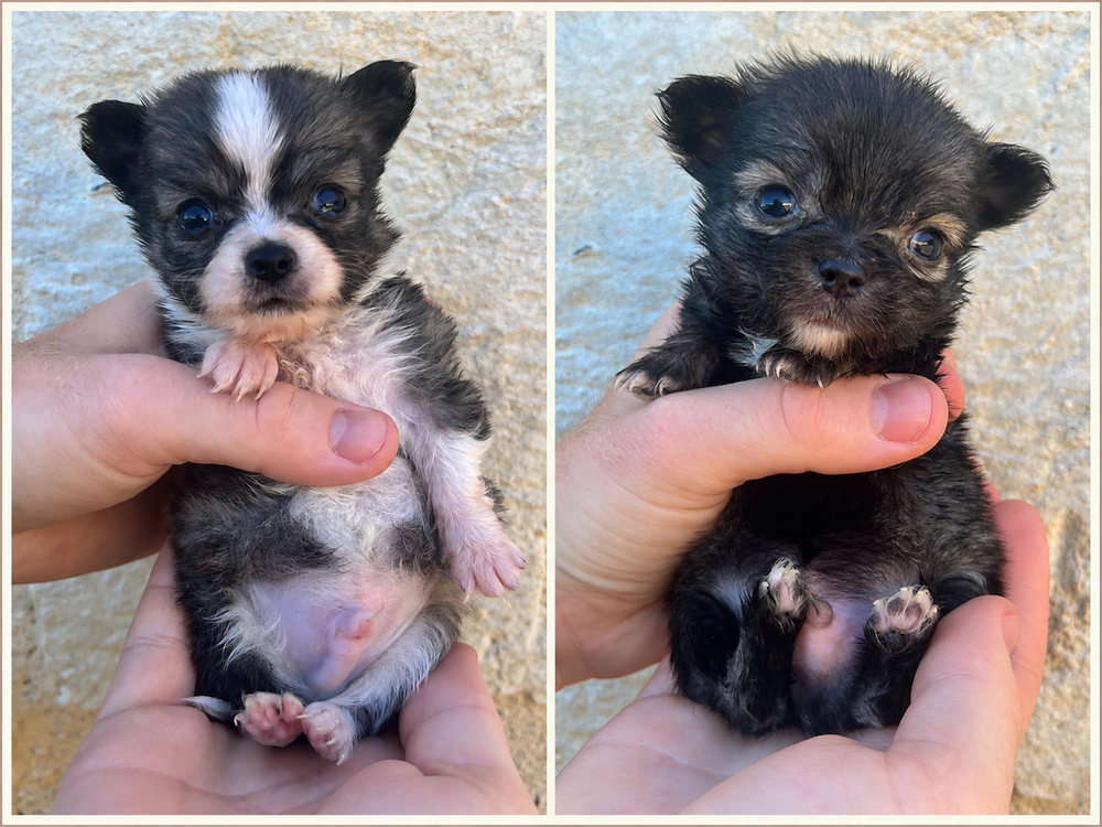  Magnifiques chiots chihuahuas non lof 