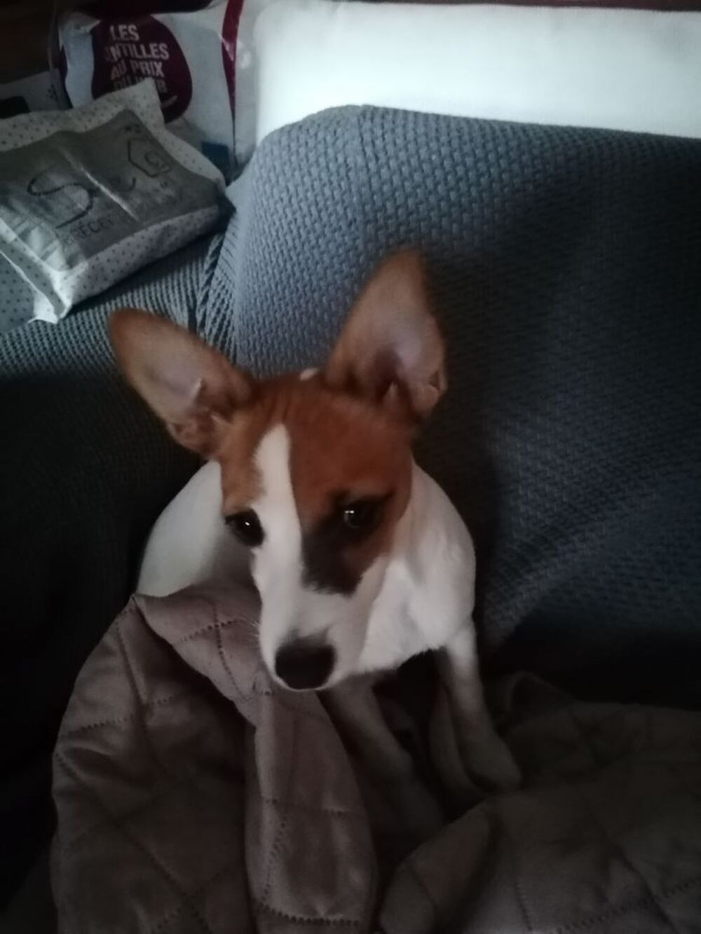   Donne chienne 