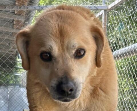 DINGO 350 27620 Gasny