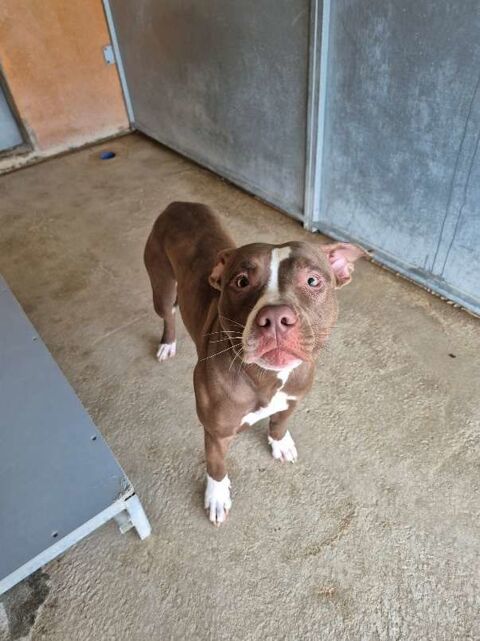 Chien BULMA &agrave; l adoption 210 13001 Marseille