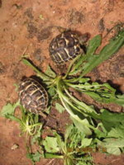   tortues de terre (juvéniles) 
